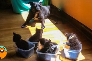 Big Dog Helps Raise Over 100s Of Tiny Foster Kittens! | 5 Best Stories