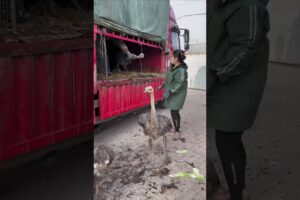 Big Ostrich Truck Rescue Giant Bird Unloading Scene Ostrich Delivery Surprise Farm Life Heavy Load