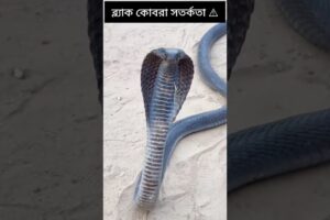 Black Cobra Warning ⚠️ Stay Away!  #cobra #snake