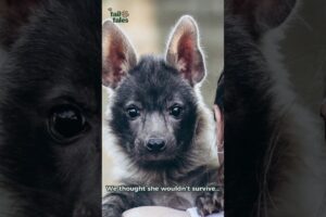 Blind Baby Animal Fights to Live and Survives 🐾