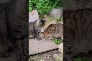 Blind cats Chico & William playing #cat #animallovers #cuteanimals #cute #blindanimal #animals