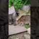 Blind cats Chico & William playing #cat #animallovers #cuteanimals #cute #blindanimal #animals