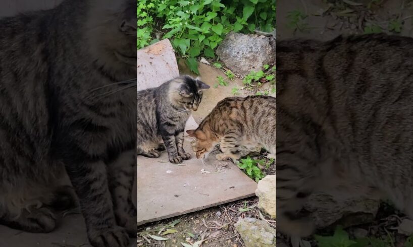Blind cats Chico & William playing #cat #animallovers #cuteanimals #cute #blindanimal #animals