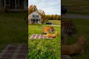 Brave Cat Saves Dog from Tiger 🐱🔥🐕 | Wild Rescue Story #shorts #rescuedogs