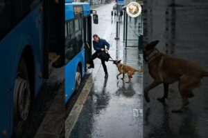 Brave K9 Dog Stops Disaster | Cinematic Bridge Rescue Chase #dogs #rescue #animals #police