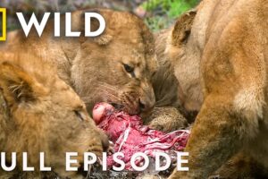 Brawls for Survival (Full Episode) | Animal Fight Night Compilation | Nat Geo Animals