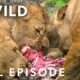 Brawls for Survival (Full Episode) | Animal Fight Night Compilation | Nat Geo Animals