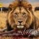 Brutal Fight for Survival | Nature's Deadliest Predators | Nature animal documentary