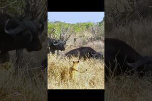 Brutal Wild Animal Survival Fight! 🤯