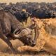Buffalo Vs Lion - Savage Clash As A Cape Buffalo Lifts A Lion In A Brutal Fight | Wild Animal Fights