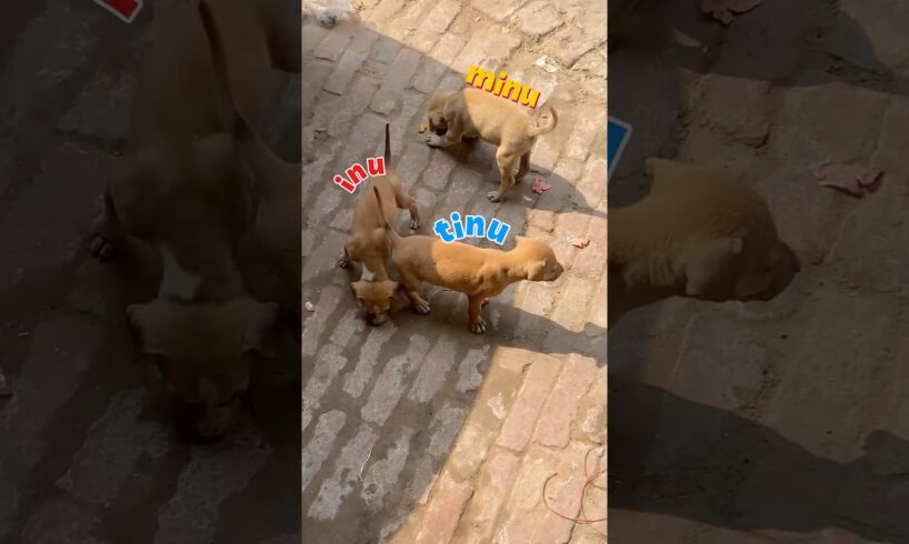 CUTE PUPPIES 🐶 #minivlog #vlog #souravjhoshivlog #puppies #funny #comedy