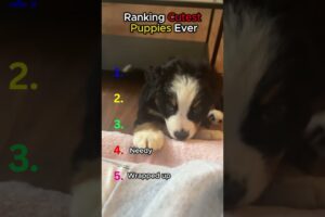 CUTEST PUPPIES EVER, COMMENT YOUR FAV #cute #puppy #adorable