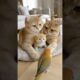 Cat Family Meets a Parrot… And the Kitten Can’t Stop Staring