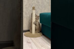 Cat is playing #cat #prettycat #cute #viral #funny #animals #kitten