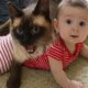 Cats Protecting Babies Like Their Own Kittens 😘😸