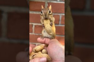 Chipmunk N Long peanut! 😁🐿 #tiktokviral