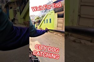 City Abc Dog Catch #abcprogram #shorts #dog #ytviral #animals #pets #dogshorts #rescue