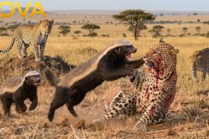 Clashes & Conflicts: Honey Badger Tries Escaping Leopard's Grip | Animal Fight Night