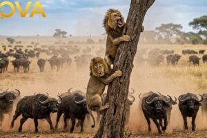 Clashes & Conflicts: Lions, Buffalos & More | Animal Fight Night