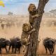 Clashes & Conflicts: Lions, Buffalos & More | Animal Fight Night