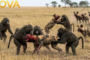 Clashes & Conflicts: Painful Wild Dog Is Savaged By Baboons | Animal Fight Night