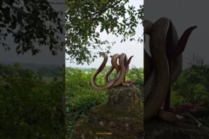 Cobra Clash: A Venomous Showdown #educational #snake #cobra