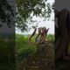 Cobra Clash: A Venomous Showdown #educational #snake #cobra