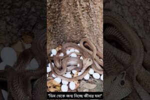 Cobra Egg Protection Behavior #snake #cobra