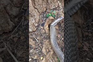 Cobra Emerging from a Hole – Stay Alert! #educational #snake #animalintelligence