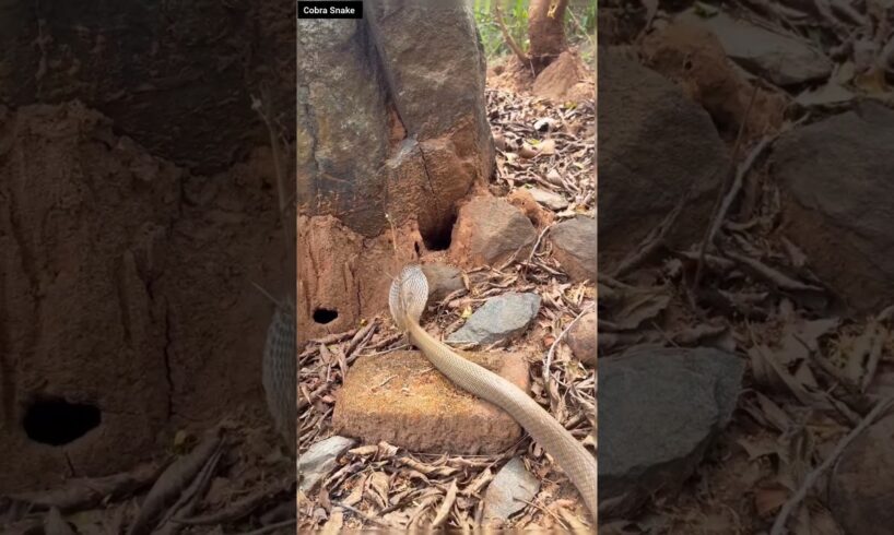 “Cobra Entering Its Hole ⚠️ Stay Alert in the Wild!” #educational #snake #wildliferescue