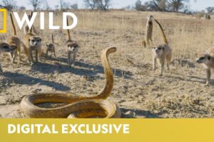 Cobra Vs. Meerkat | Wild Africa | National Geographic Wild UK