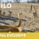 Cobra Vs. Meerkat | Wild Africa | National Geographic Wild UK