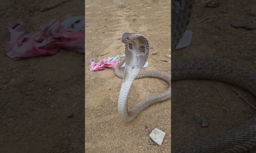Cobra Warning Display – Stay Back! #educational #snake #cobra #animalintelligence
