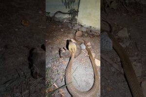 Cobra vs Rat – Lightning Strike! #educational #snake