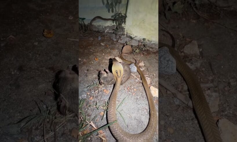 Cobra vs Rat – Lightning Strike! #educational #snake