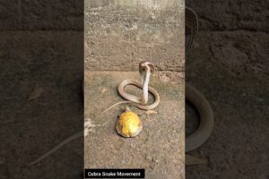 Cobra vs Tortoise – Nature’s Unexpected Encounter #educational #snake #wildliferescue #cobra