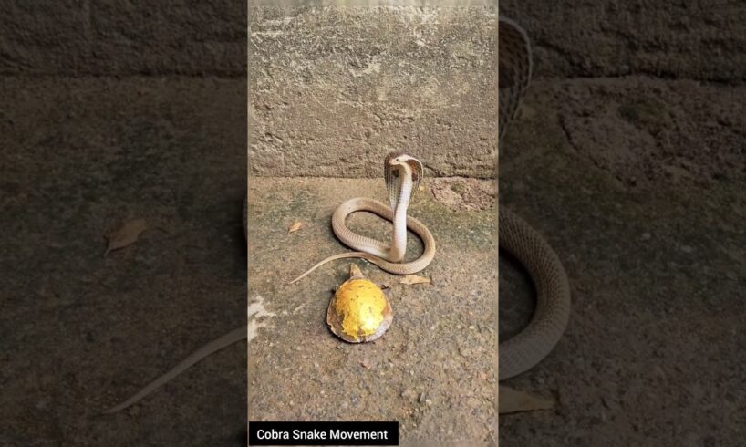 Cobra vs Tortoise – Nature’s Unexpected Encounter #educational #snake #wildliferescue #cobra