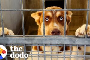 Confused Husky Puppy Learns How To Be A Dog | The Dodo