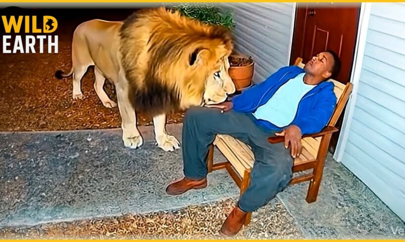 Craziest Animal Attacks Ever Caught On Camera | Amazing Animals #189