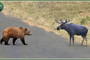 Craziest Grizzly Bear Attacks Ever Caught On Camera | Animal Fights #16