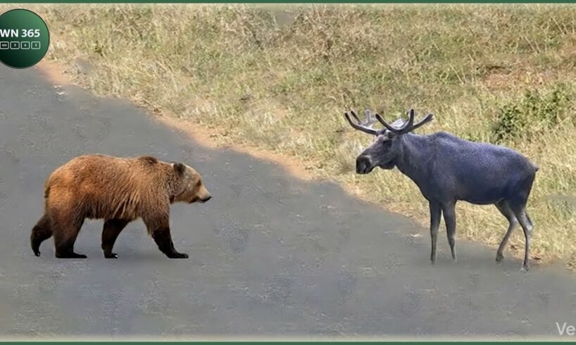 Craziest Grizzly Bear Attacks Ever Caught On Camera | Animal Fights #16