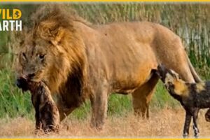 Craziest Lion Attacks Ever Caught On Camera | Animal Fights #184