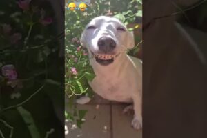 Crazy epic fails 😂😂 😂 #shorts #memes #fails #funnymoments