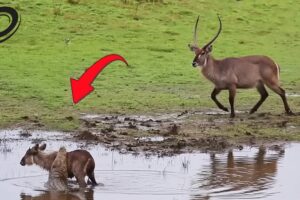 Crocodile Attack Baby Antelope And Animals Giving Birth | Animal Fight For Survival