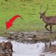 Crocodile Attack Baby Antelope And Animals Giving Birth | Animal Fight For Survival