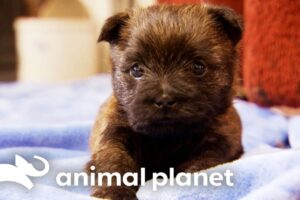 Curious Resident Cat Welcomes Terrier Puppies To Their New Home | Too Cute! | Animal Planet