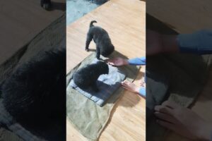 Cute Boy Playing with His Puppy 🐶💙