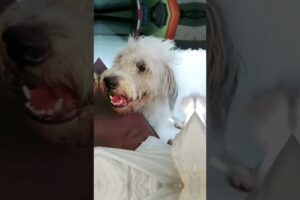 Cute Dog Collection, The World’s Cutest Puppies #dog #puppies #puppy #video #cute #cutest