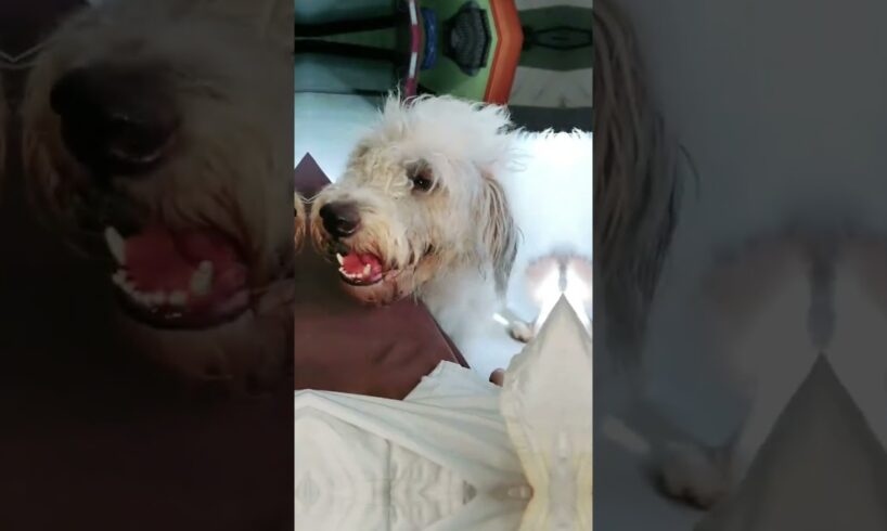 Cute Dog Collection, The World’s Cutest Puppies #dog #puppies #puppy #video #cute #cutest