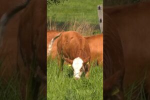 Cute Farm Animals 🐄🐐 | Cow Grazing & Baby Goats Playing 💚 | 9K Animals World